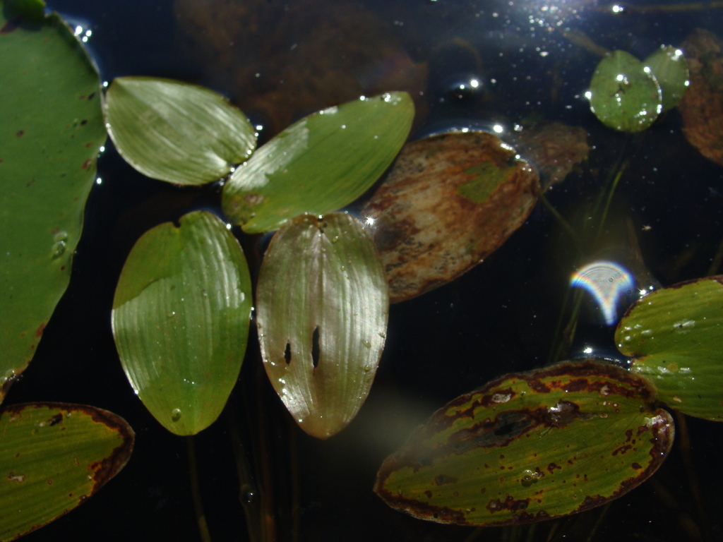 floating-leaved pondweed from Montgomery Lake on August 27, 2014 by ...
