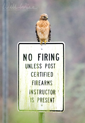 Red-shouldered Hawk