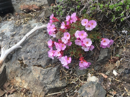 cliff dwarf-primrose (Douglasia laevigata var. ciliolata)