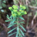 Euphorbia esuliformis - Photo (c) Cristobal Sánchez, todos los derechos reservados, uploaded by Cristobal Sánchez