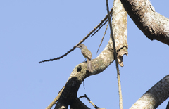Myiarchus panamensis image