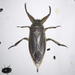 Uhler's Giant Water Bug - Photo (c) Jay L. Keller, all rights reserved, uploaded by Jay L. Keller
