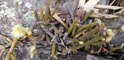 Rhipsalis sulcata