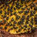 多頭絨泡黏菌 - Photo 由 Vinícius Rodrigues de Souza 所上傳的 (c) Vinícius Rodrigues de Souza，保留所有權利