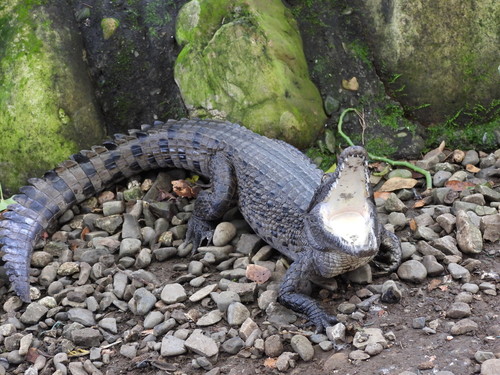 Hall's New Guinea crocodile