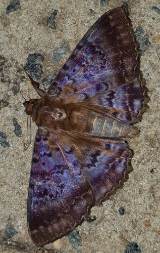 Plain cloak moth
