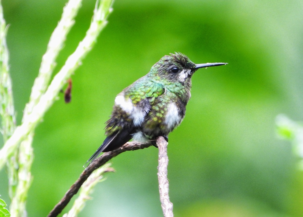Black-bellied Thorntail (Discosura langsdorffi) photo