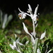 Cynoglossum cheirifolium - Photo (c) Jaro Schacht, כל הזכויות שמורות, הועלה על ידי Jaro Schacht