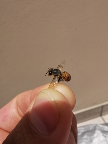 photo of Western Honey Bee (Apis mellifera)