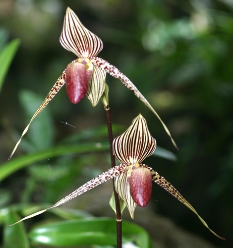 Rothschild's Paphiopedilum (Paphiopedilum rothschildianum) · iNaturalist