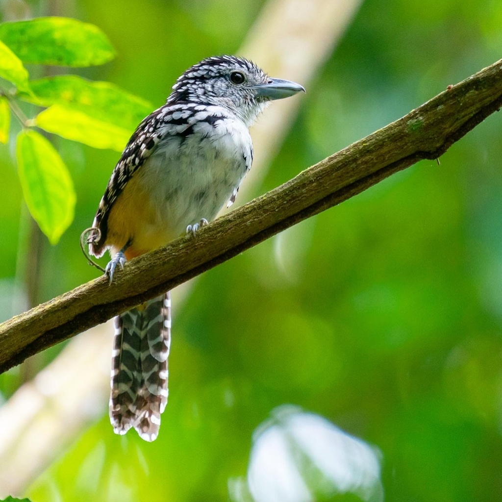 Spot-backed Antshrike photo