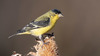 Lesser Goldfinch - Photo (c) Mason Maron, all rights reserved, uploaded by Mason Maron