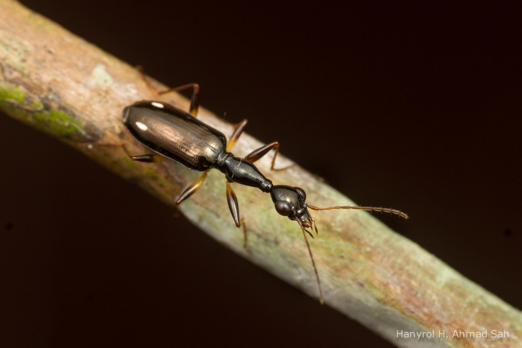 Odacanthini from Brunei on December 11, 2018 at 0701 PM by honeyroll