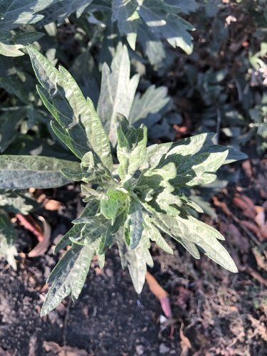 iNaturalist observation photo of California mugwort