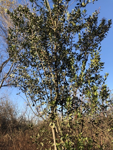 iNaturalist observation photo of Toyon