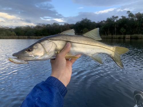 Common Snook