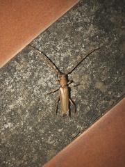 Malacopterus tenellus image