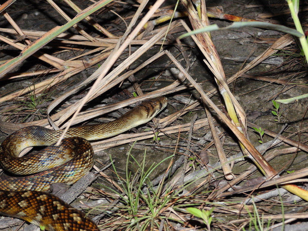Amethyst Python from Mimika Regency, Papua, Indonesia on November 07 ...