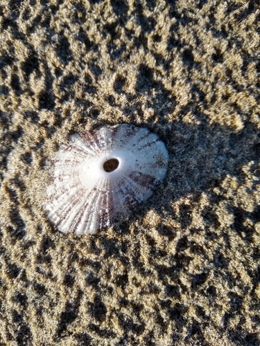 Rough Keyhole Limpet