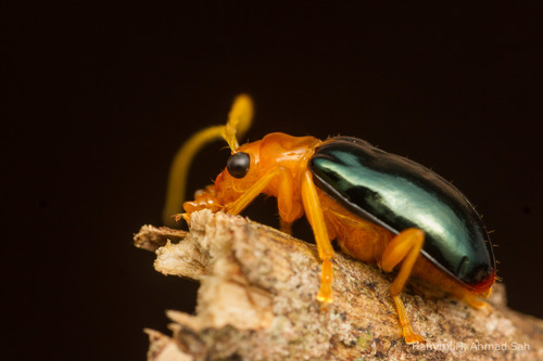 Palpoxena sabahensis · iNaturalist