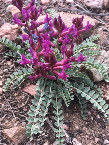 Astragalus cyaneus A. Gray