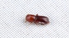 Xyleborus festivus - Photo (c) Fan Gao, all rights reserved, uploaded by Fan Gao