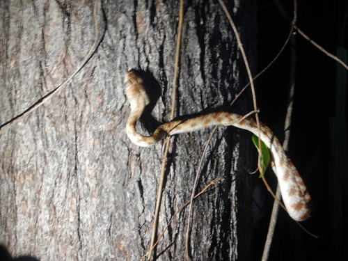 Brown Tree Snake sighting