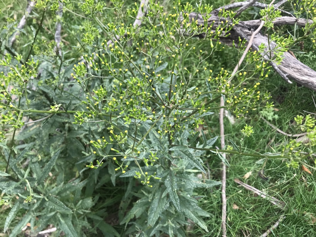Coastal Burnweed From Lysterfield Park Lysterfield VIC AU On coastal-burnweed-from-lysterfield-park-lysterfield-vic-au-on