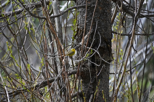 iNaturalist observation photo of Wilson's Warbler