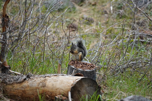 iNaturalist observation photo of Douglas's Squirrel