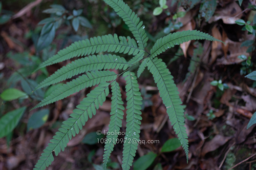 Arachniodes coniifolia