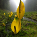 Western Skunk Cabbage - Photo (c) Johnny Wilson, all rights reserved, uploaded by Johnny Wilson