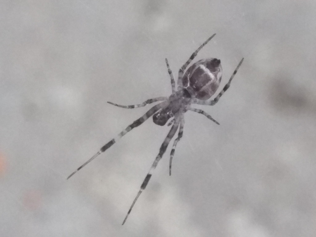邦楽 Z.O.A night's wanton spider Ninja-star Ceiling Spider (Zosis geniculata) · iNaturalist