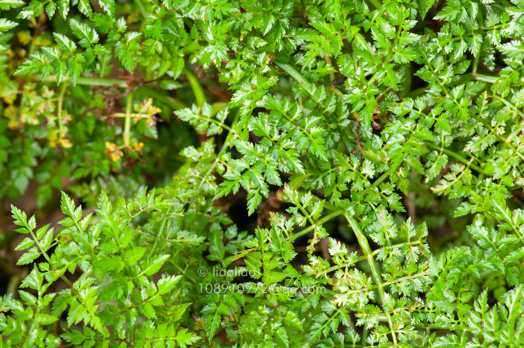 Oenanthe linearis (Oenanthe linearis)