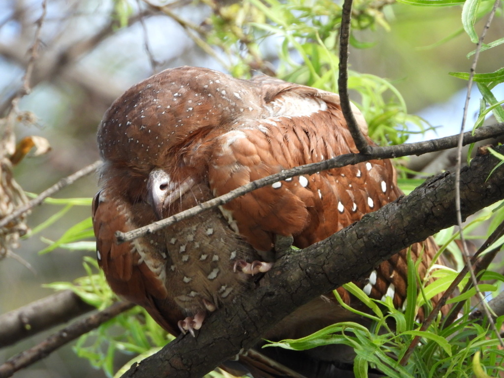 Oilbird Oilbird from Carrera 148B, Bogotá, DC, CO on December 21, 2020 at 02:22 ...