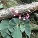 Begonia piraquara - Photo (c) Ariane, all rights reserved, uploaded by Ariane