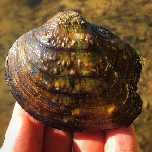 Monkeyface Mussel