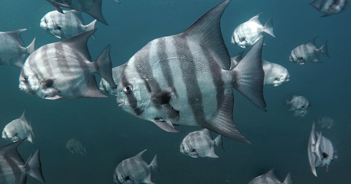 Pacific Spadefish