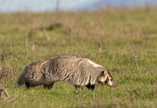American Badger