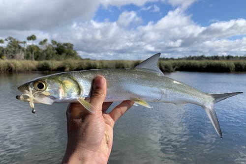 Ladyfish