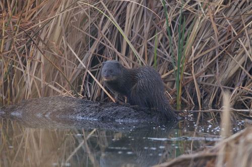 Marsh Mongoose