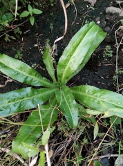 Eryngium foetidum image