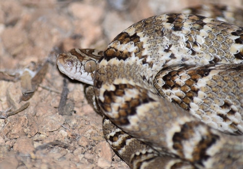 Sonoran Lyre Snake