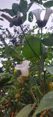 Image of Odonellia hirtiflora