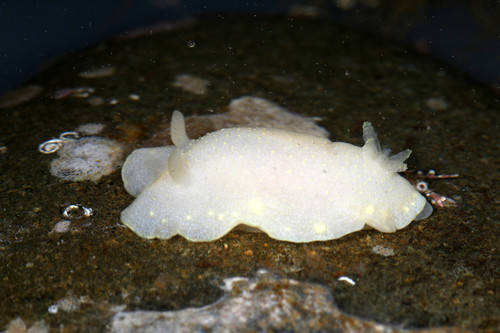 White Atlantic Cadlina