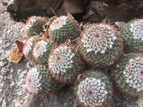 Mammillaria scrippsiana
