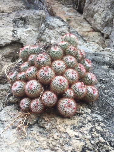 Mammillaria scrippsiana