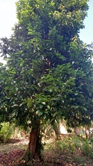 Syzygium malaccense image