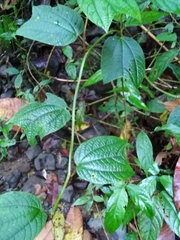 Passiflora costaricensis image