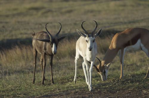 Springbok